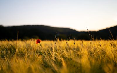 B(L)OGBUCHEINTRAG, Sommer 2020